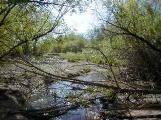 the creek